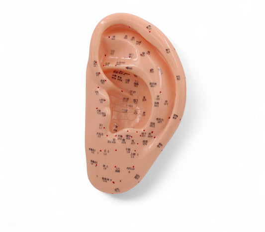 Modelo Anatómico de Oreja Para la Enseñanza y Práctica de Acupuntura